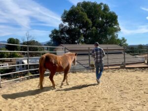 Equus Demo Day - Seattle, WA