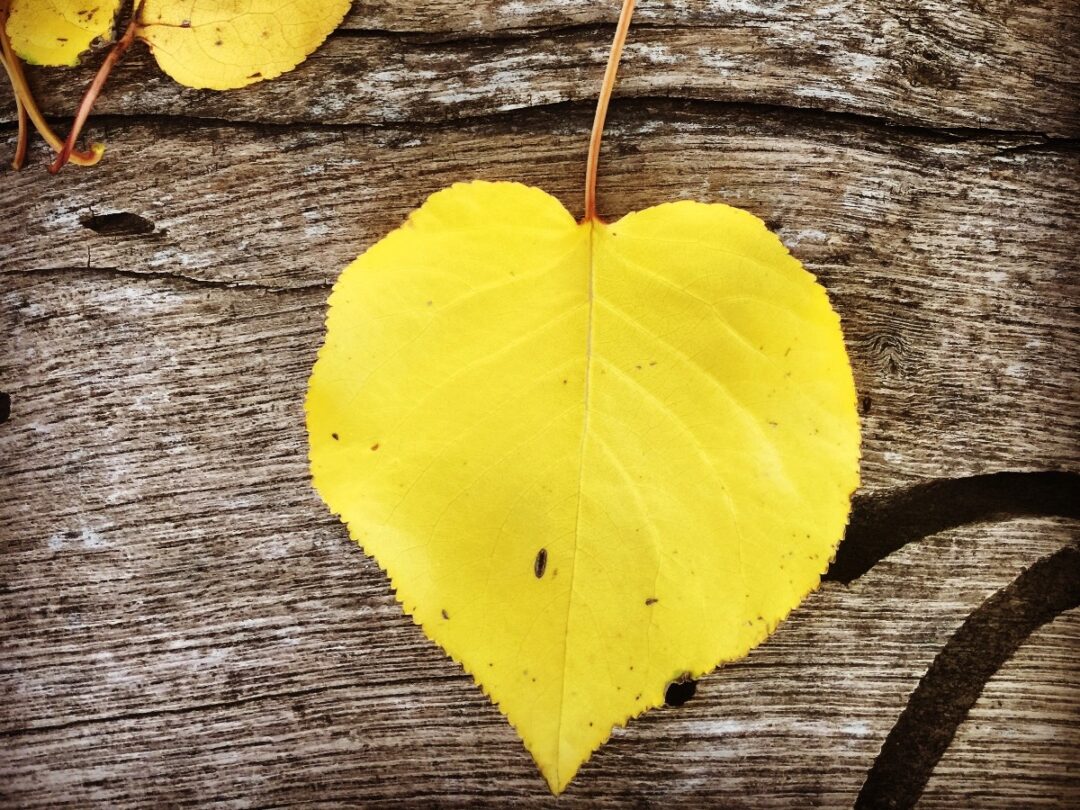 294d54bd-ae31-8ce3-2f7a-b67edc08adcf